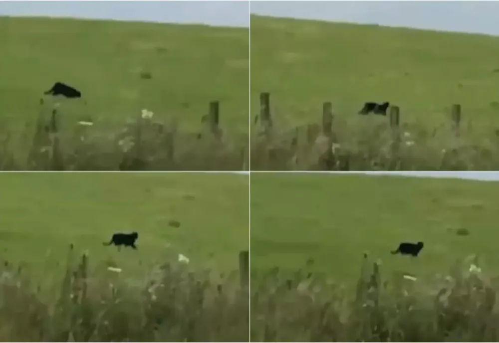 ALERTĂ ÎN GIURGIU. PANTERA NEAGRĂ EVADATĂ DIN BULGARIA AR FI AJUNS ÎN ROMÂNIA