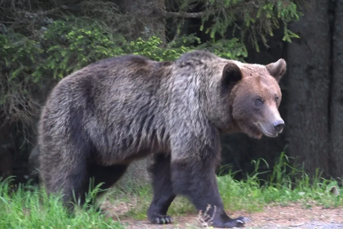 Ursoaică împușcată în parcarea unui hotel din Poiana Brașov, după ce a revenit de mai multe ori în zonă. Turiștii au sunat la 112