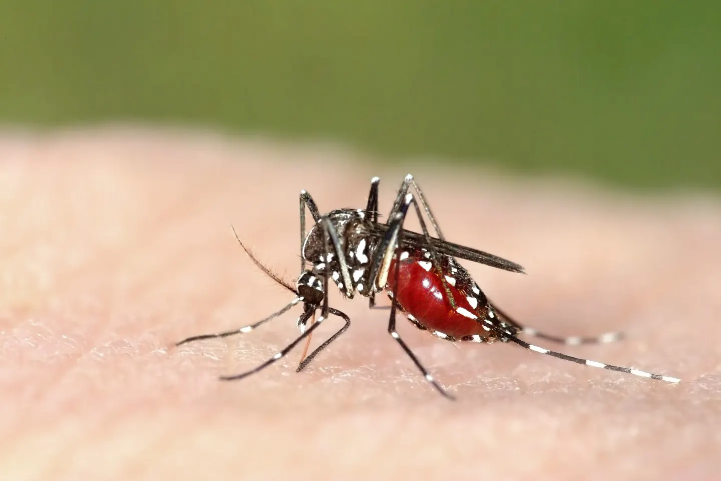 Zeci de români infectați cu virusul West Nile. Bucureștiul, cel mai afectat