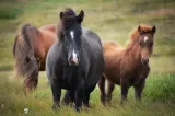 Un cal de rasă a fost împușcat la Vaslui în locul unui cerb