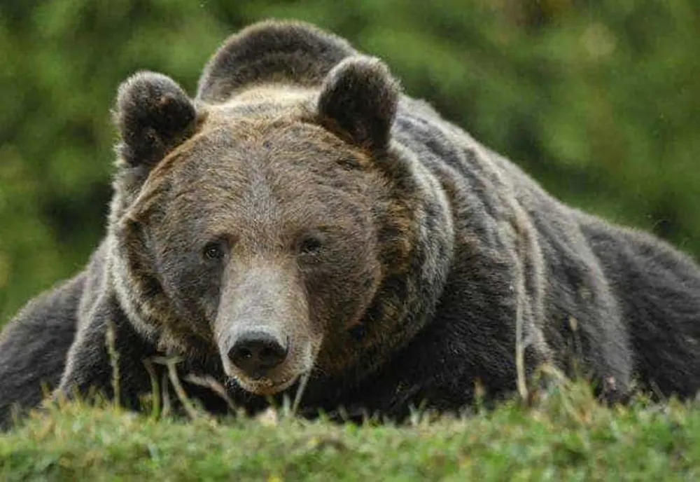 CONSERVATION CARPATHIA, SOLUȚII PENTRU GESTIONAREA POPULAȚIEI DE URȘI