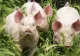 Ministrul Agriculturii cere renunțarea la LEGEA PORCULUI - Animalele pot fi sacrificate în curte