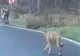 Biciclist urmărit de un lup, în Poiana Brașov. Ce spun specialiștii - VIDEO