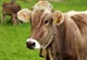 EPIDEMIE DE FEBRĂ AFTOASĂ ÎN EUROPA! MII DE BOVINE, SACRIFICATE DIN CAUZA VIRUSULUI PERICULOS