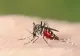 Zeci de români infectați cu virusul West Nile. Bucureștiul, cel mai afectat
