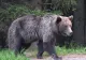 Ursoaică împușcată în parcarea unui hotel din Poiana Brașov, după ce a revenit de mai multe ori în zonă. Turiștii au sunat la 112