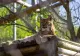 Doi masculi de hienă pătată și o femelă de râs au ajuns la Zoo Brașov